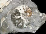 Nice Discoscaphites Gulosus Ammonite Cluster - South Dakota #43952-2